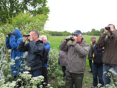 Bird Walk