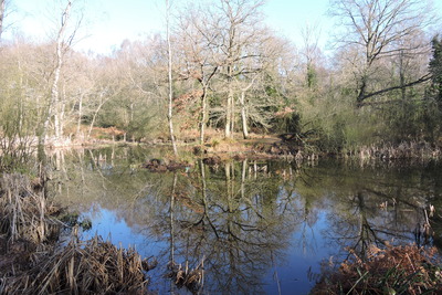 Galleywood Common February 2019