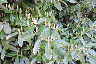 The invasive laurel